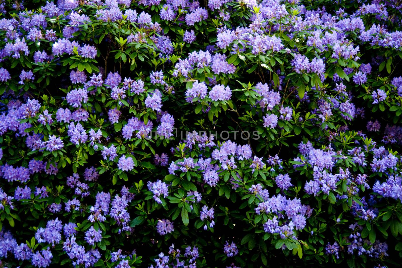 blossoming rhododendron in june