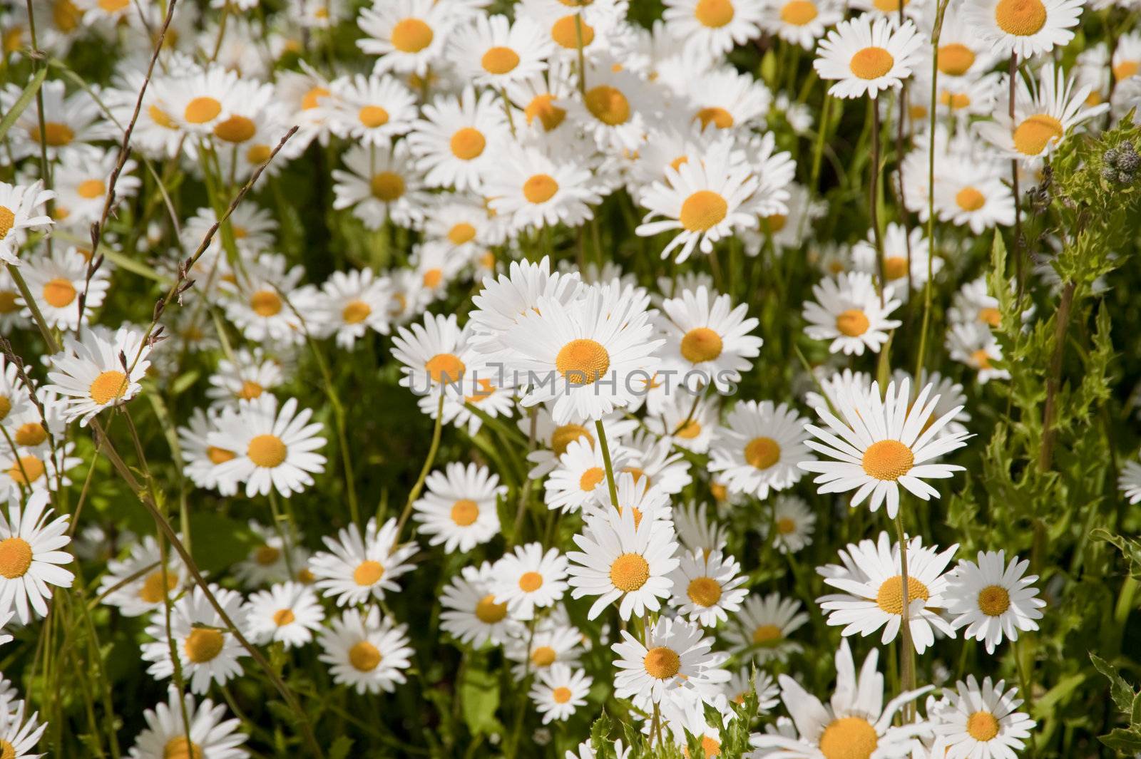 meadow with daisies in june