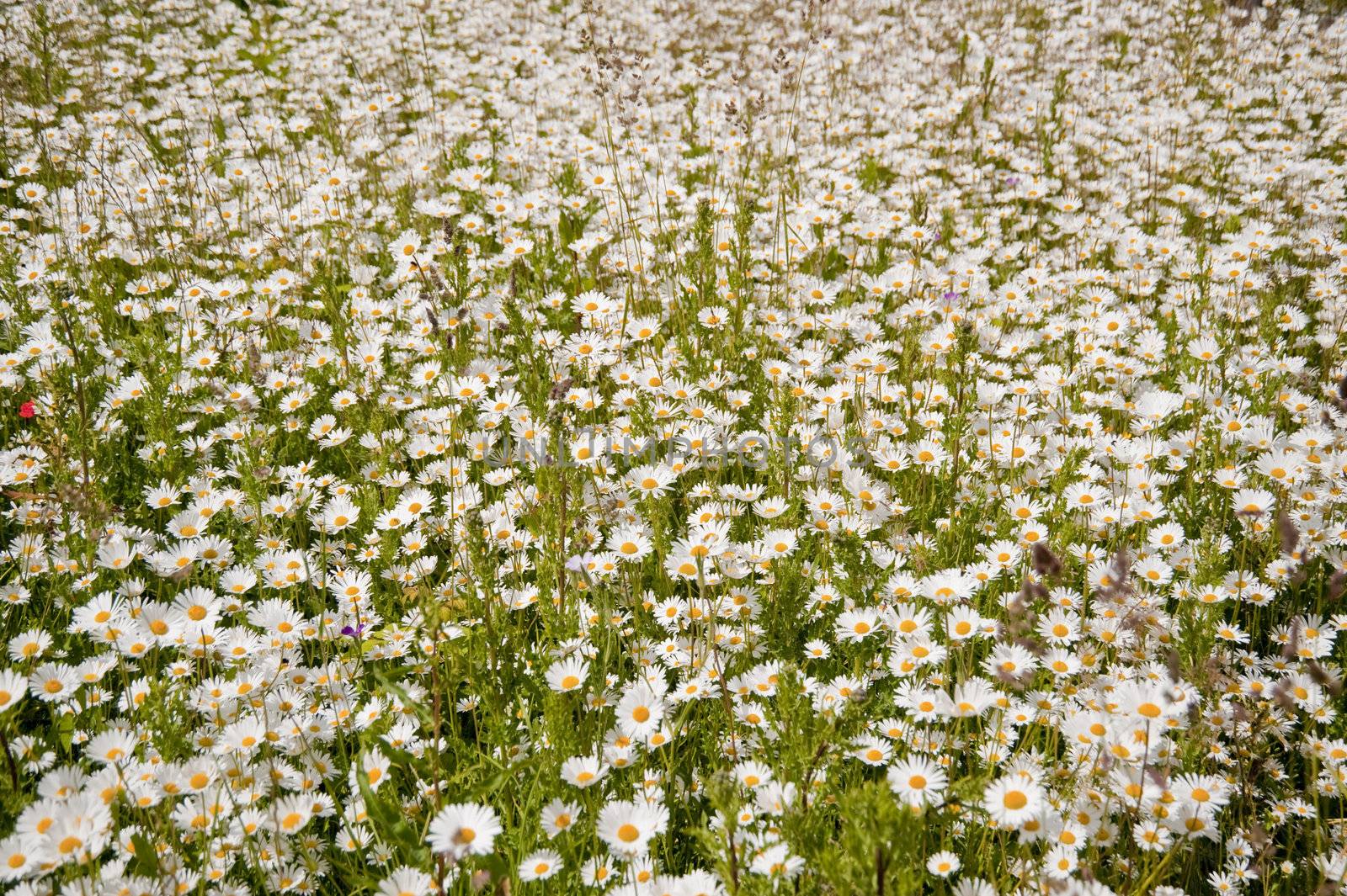 meadow with daisies in june