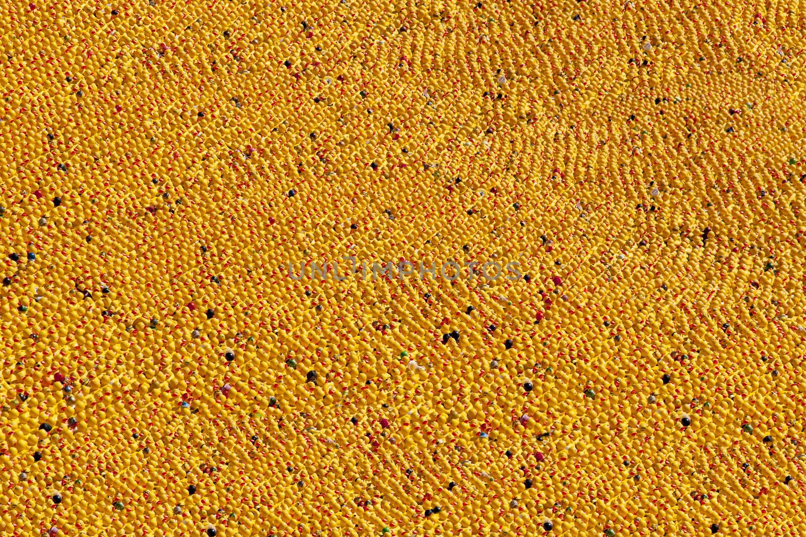 entenrennen / duck race / lions club / kiel / germany
