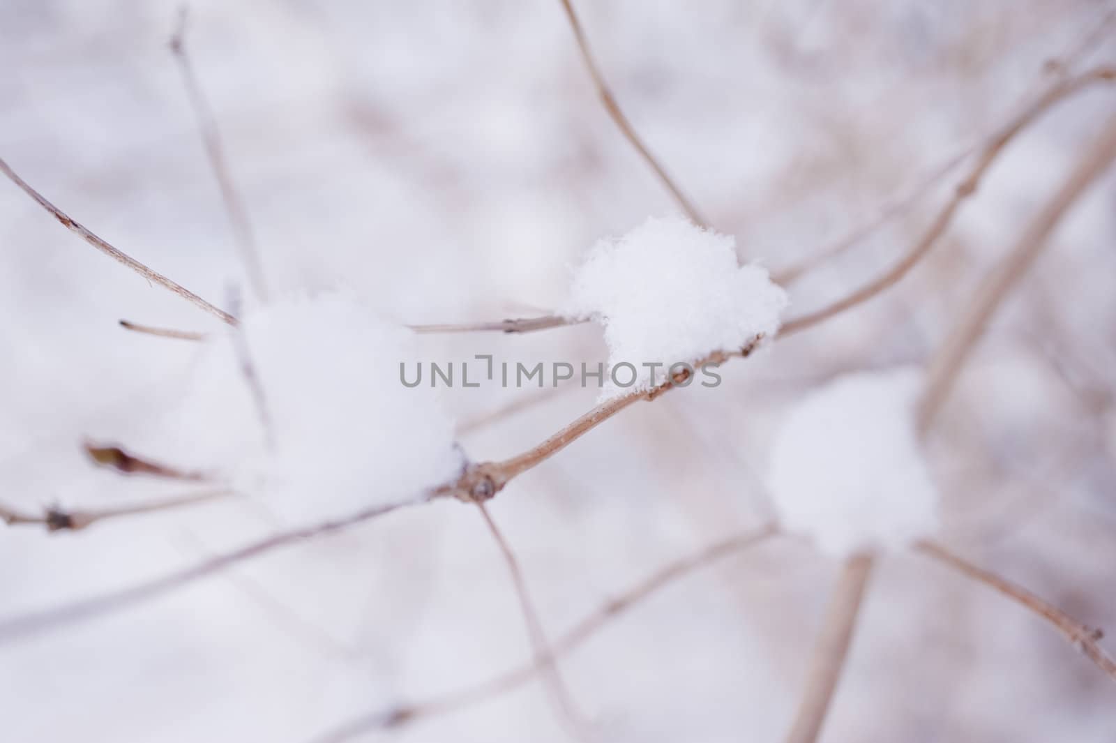 snowy winter scene in a wood