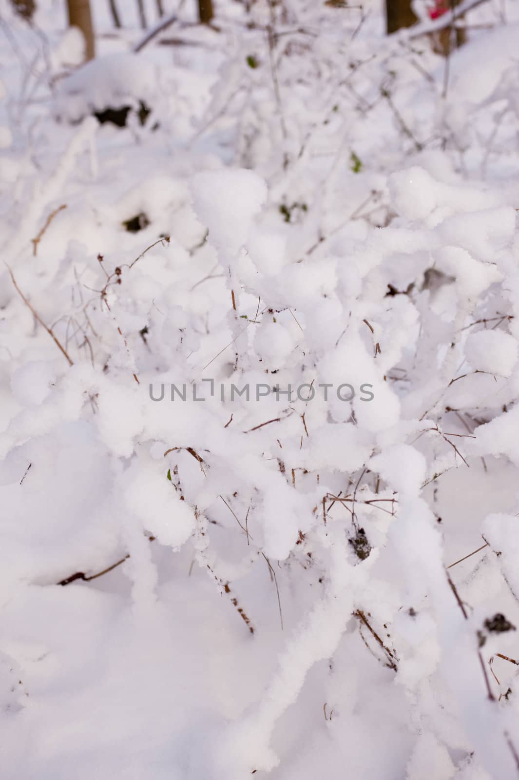 snowy winter scene in a wood
