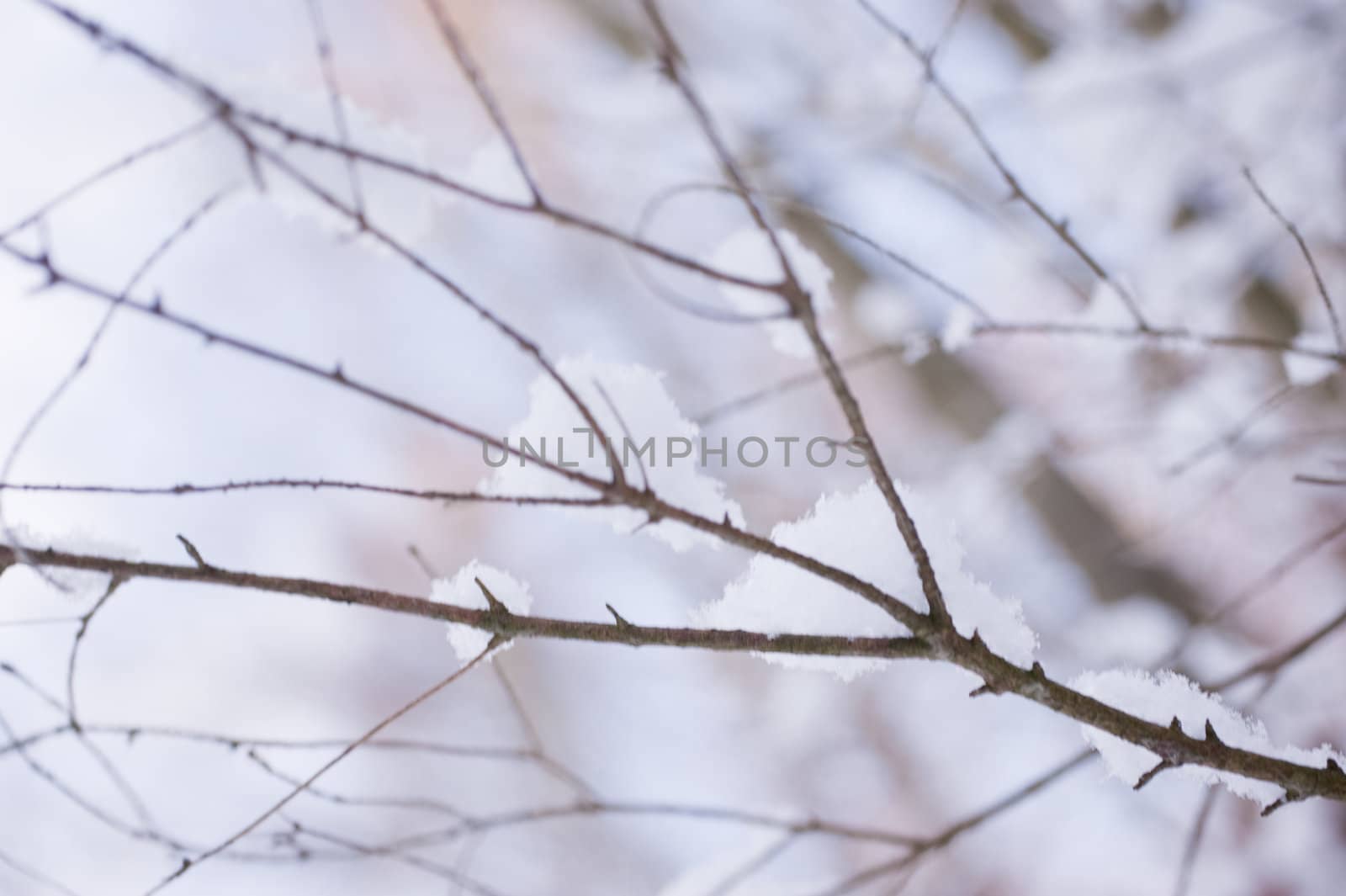 snowy winter scene in a wood