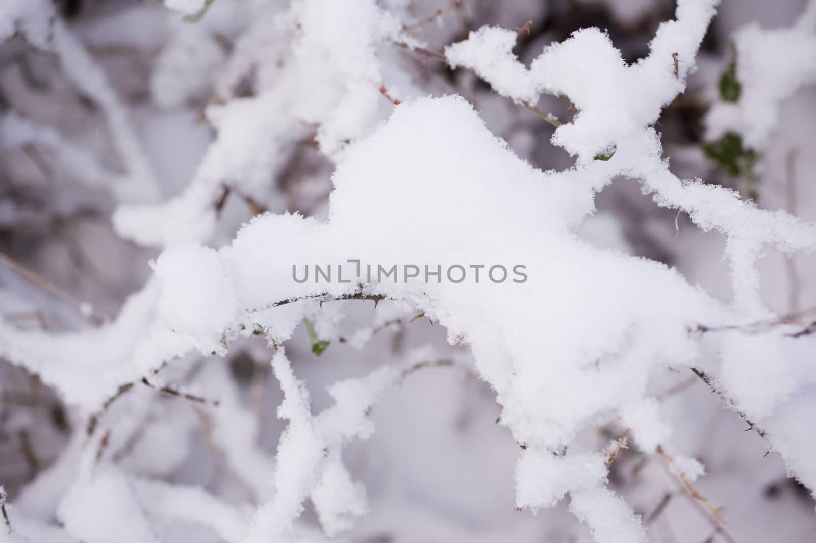 snowy winter scene in a wood
