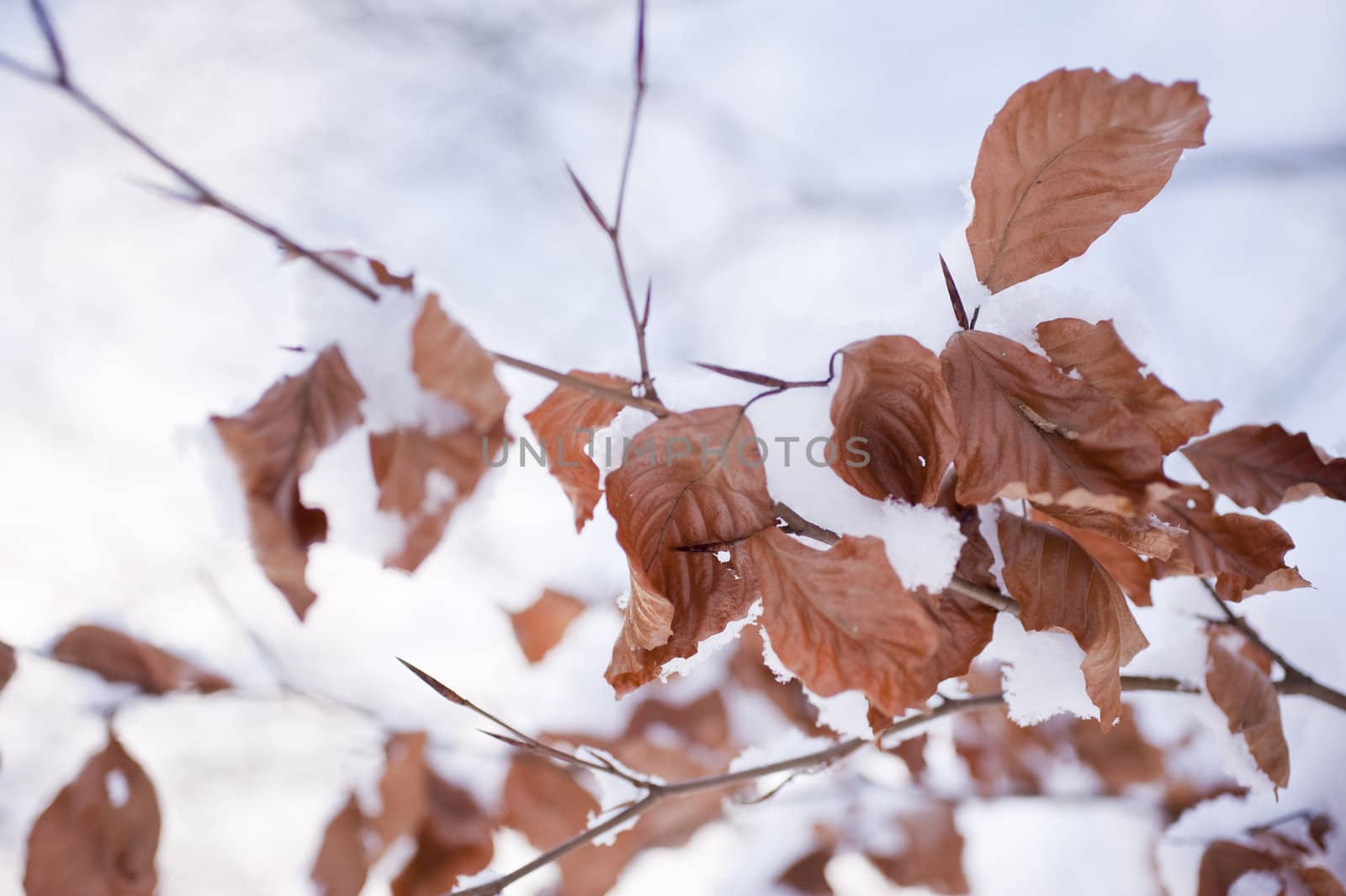 snowy winter scene in a wood