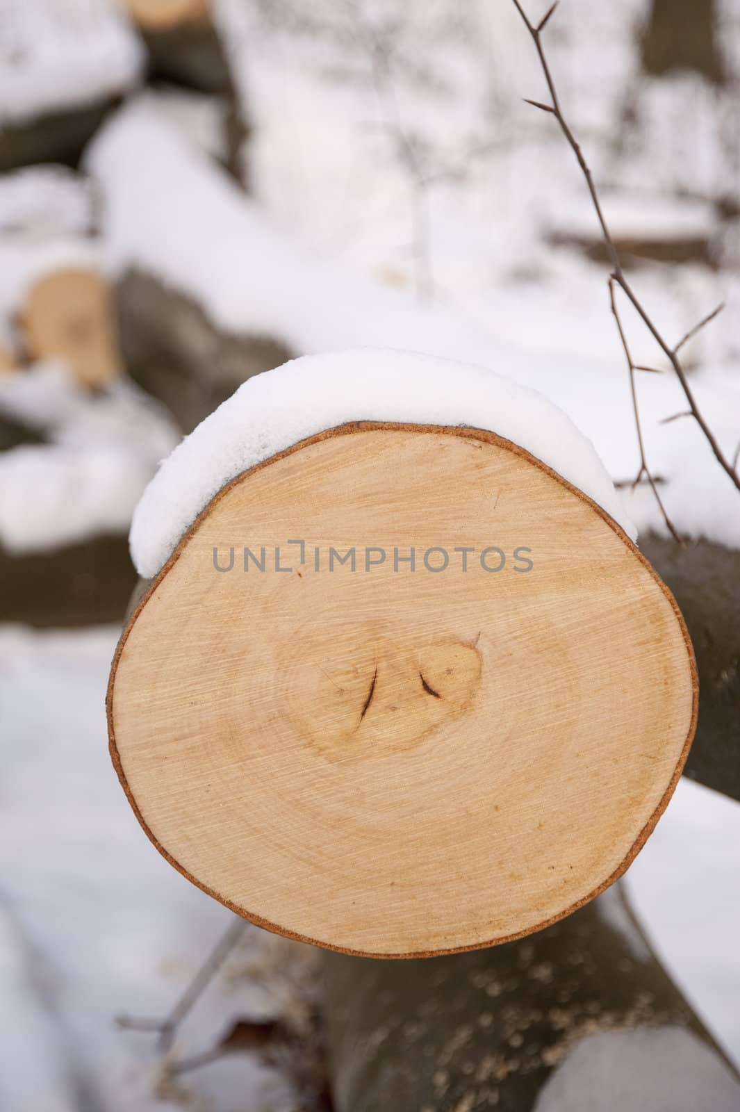 snowy winter scene in a wood
