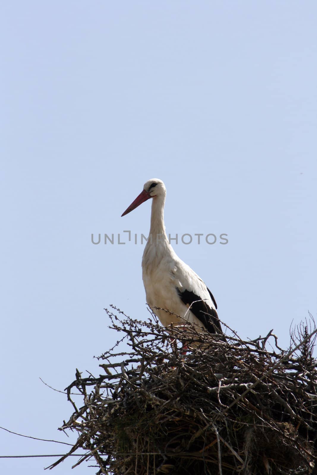 stork on the nest by nehru