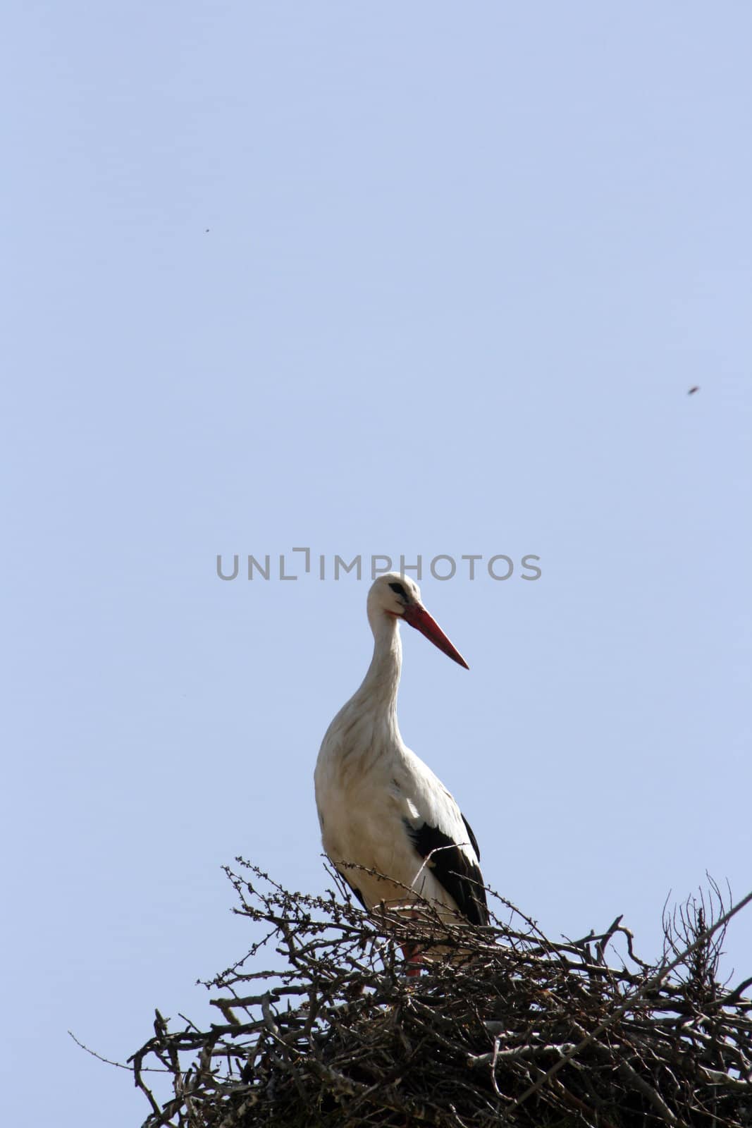 stork on the nest by nehru
