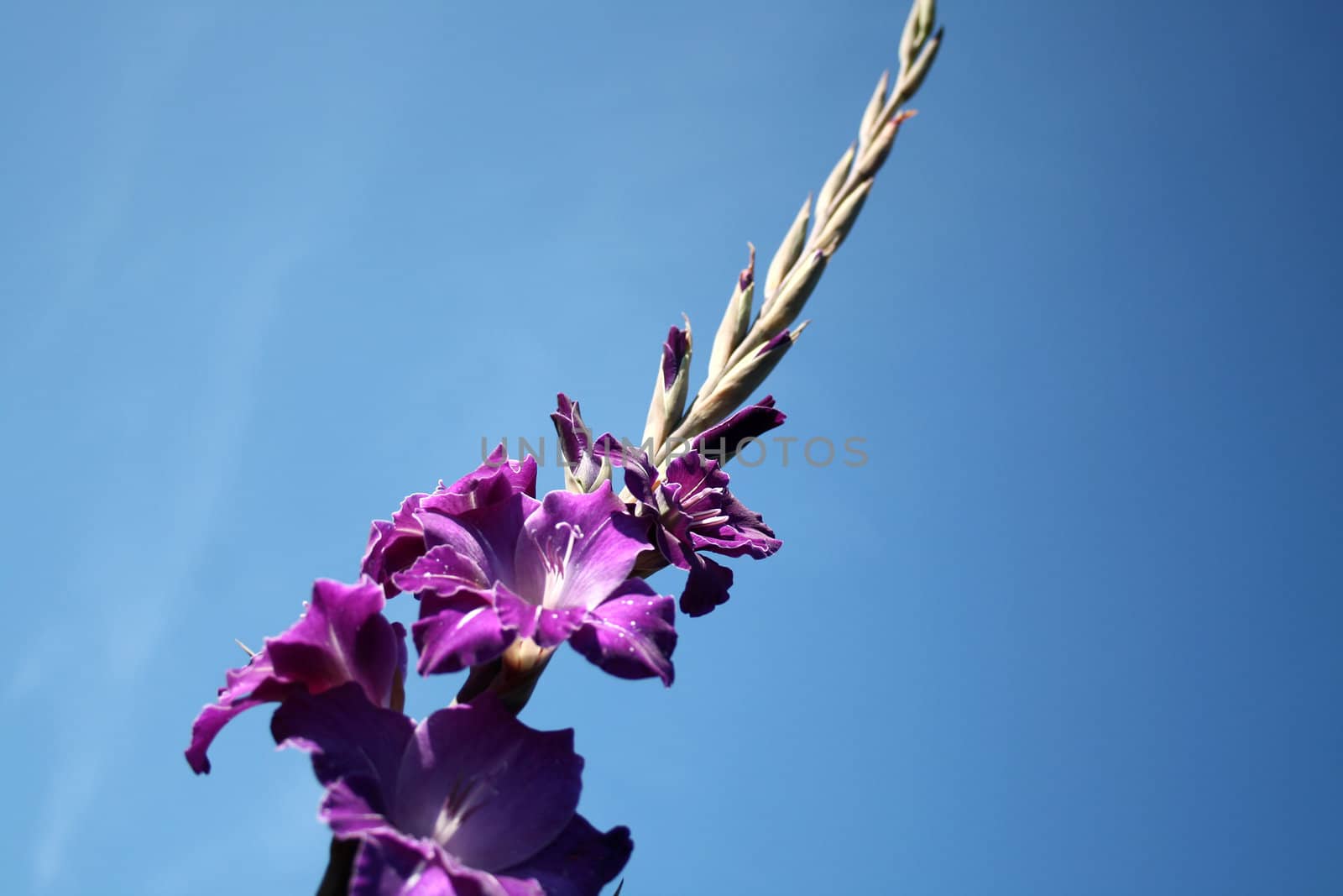 flower-gladioli by photochecker