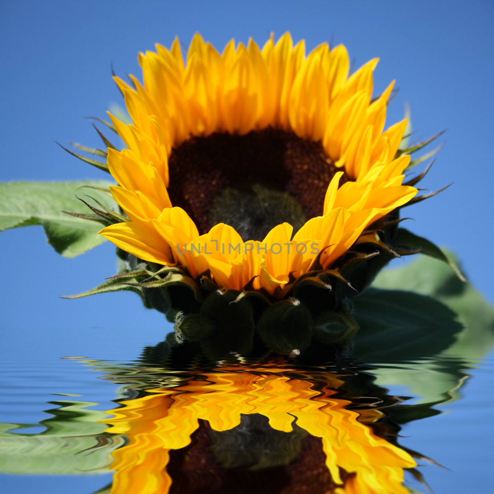 sunflower in the water by photochecker