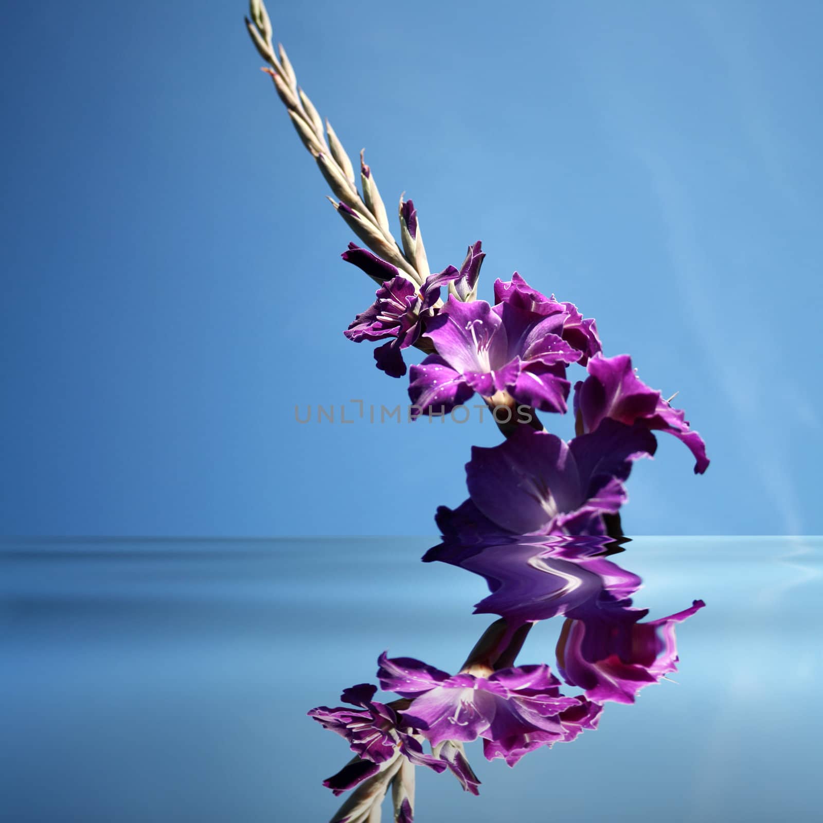 Beautiful purple gladiolas on a blue background