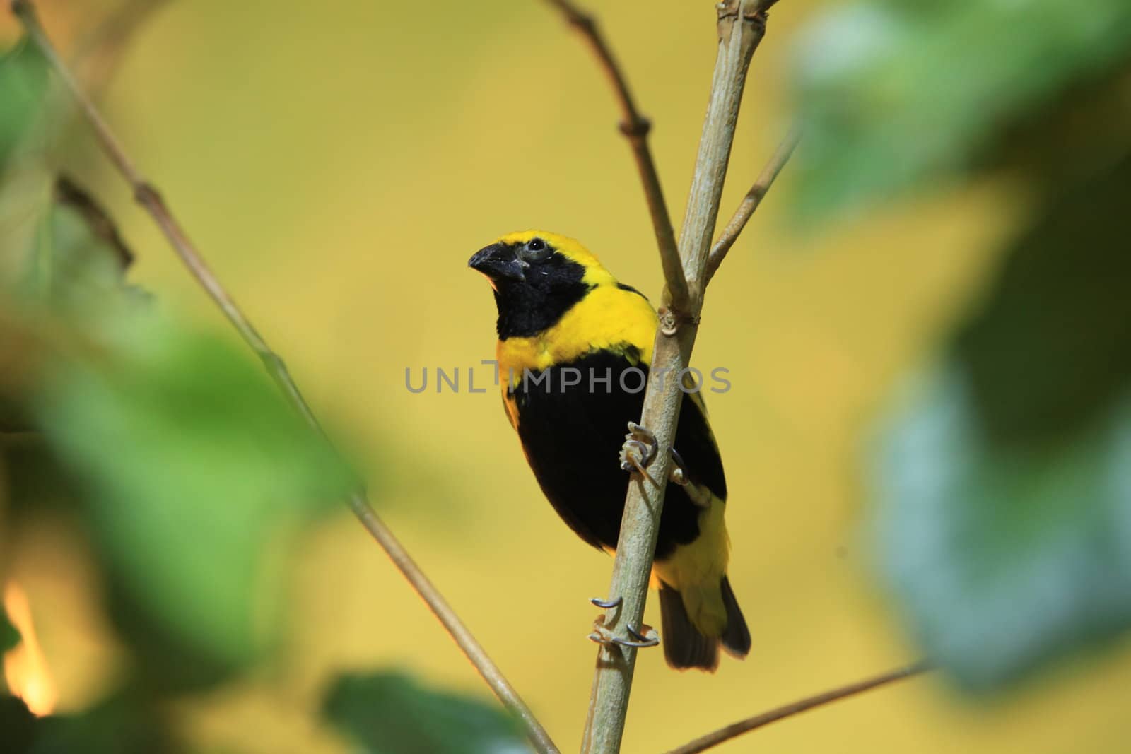 canary bird