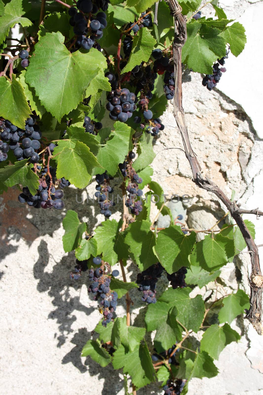 blue grapes with green leaves by photochecker