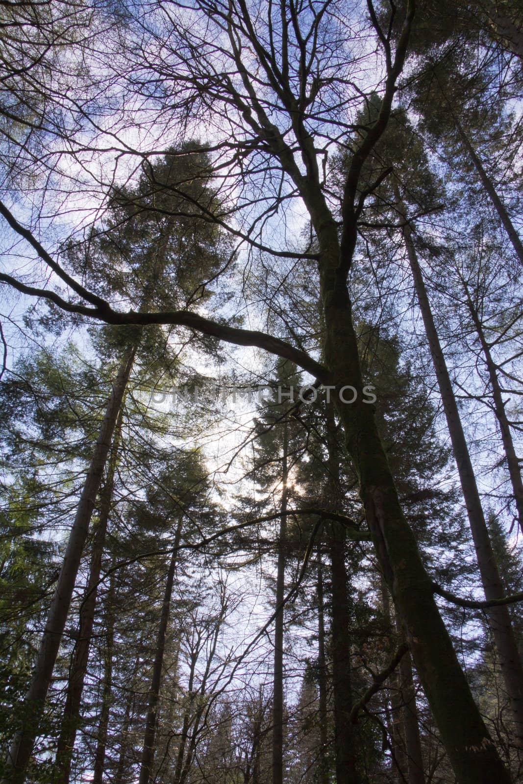 The sun shining through the forest canopy