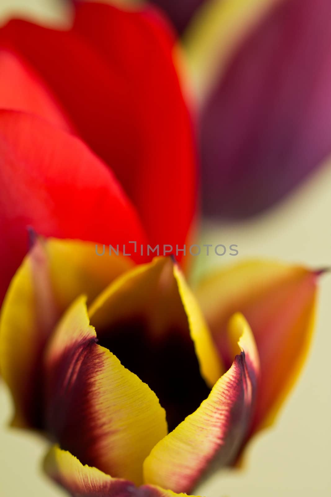 A close up of Tulips