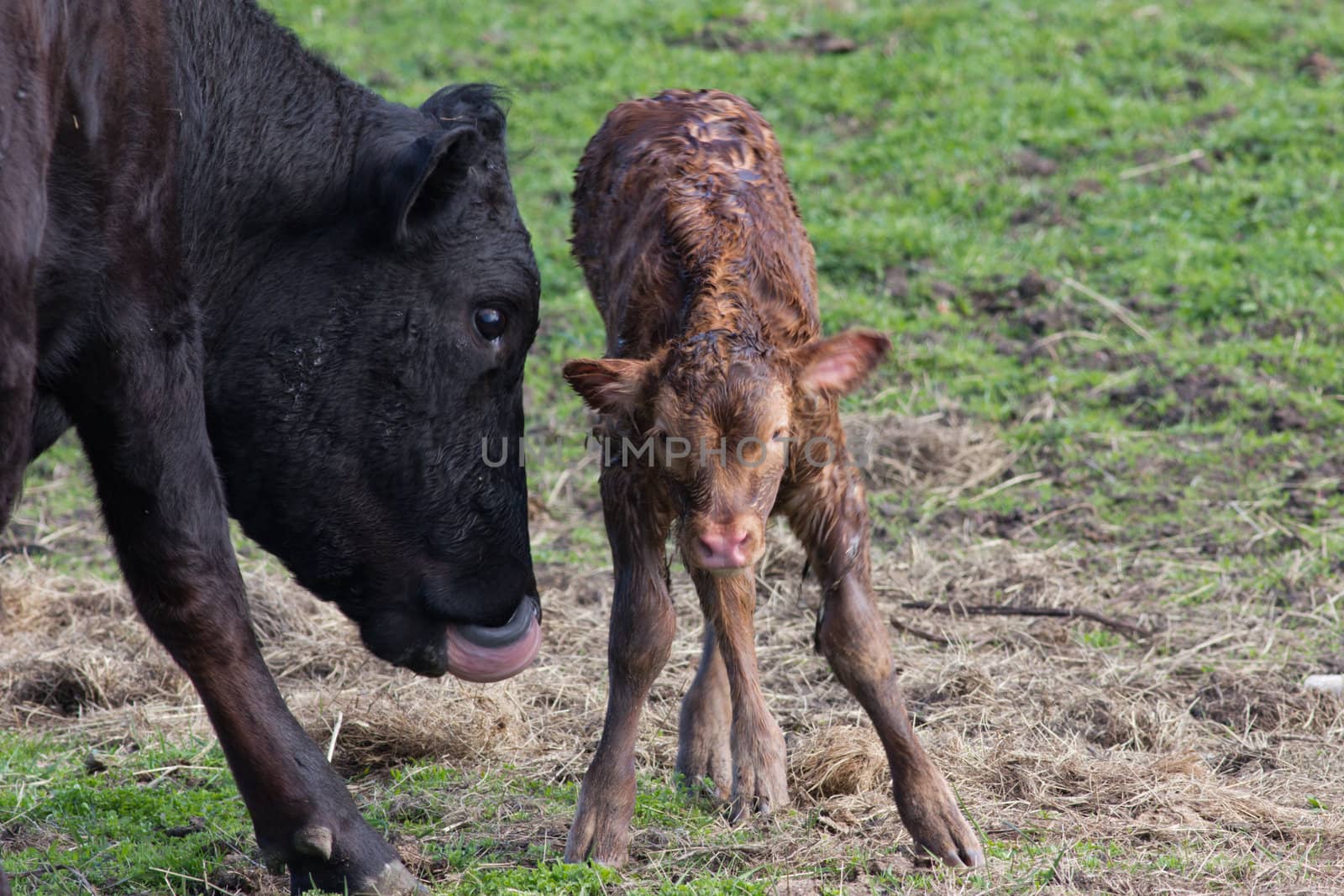 A new born calf taking its first steps