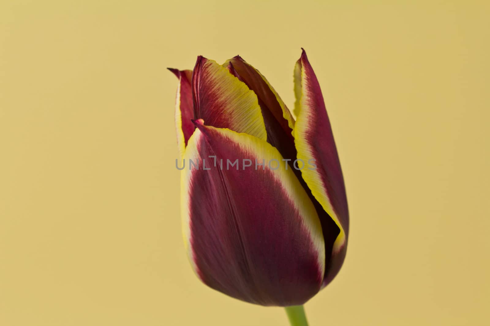 A Single Tulip on a yellow background