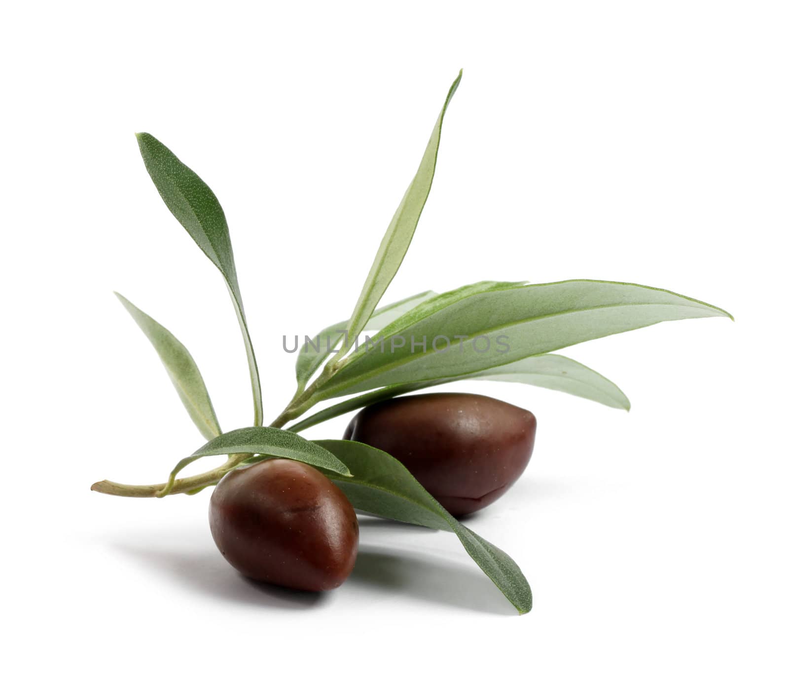 Fresh olive tree branch with olives by anterovium