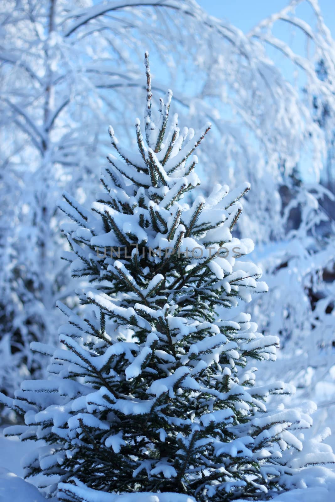 Snowy evergreen fir tree spruce in winter forest background
