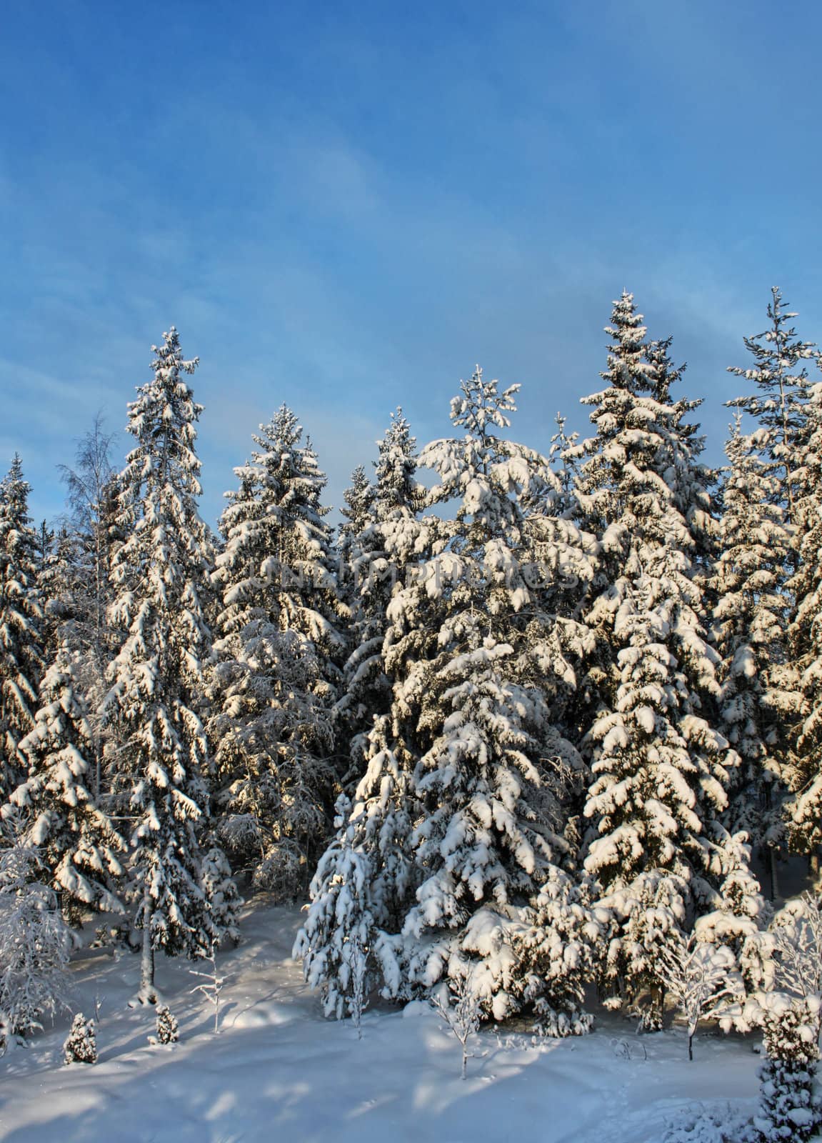 Snowy winter forest trees scenery blue sky background