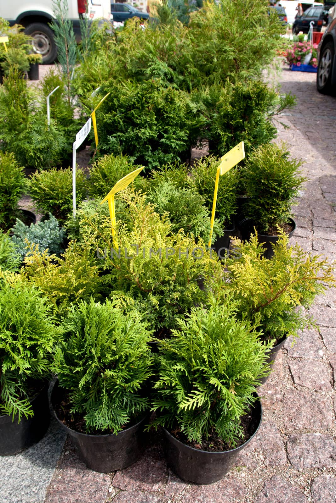 thuja seedlings for sale on the flower market
