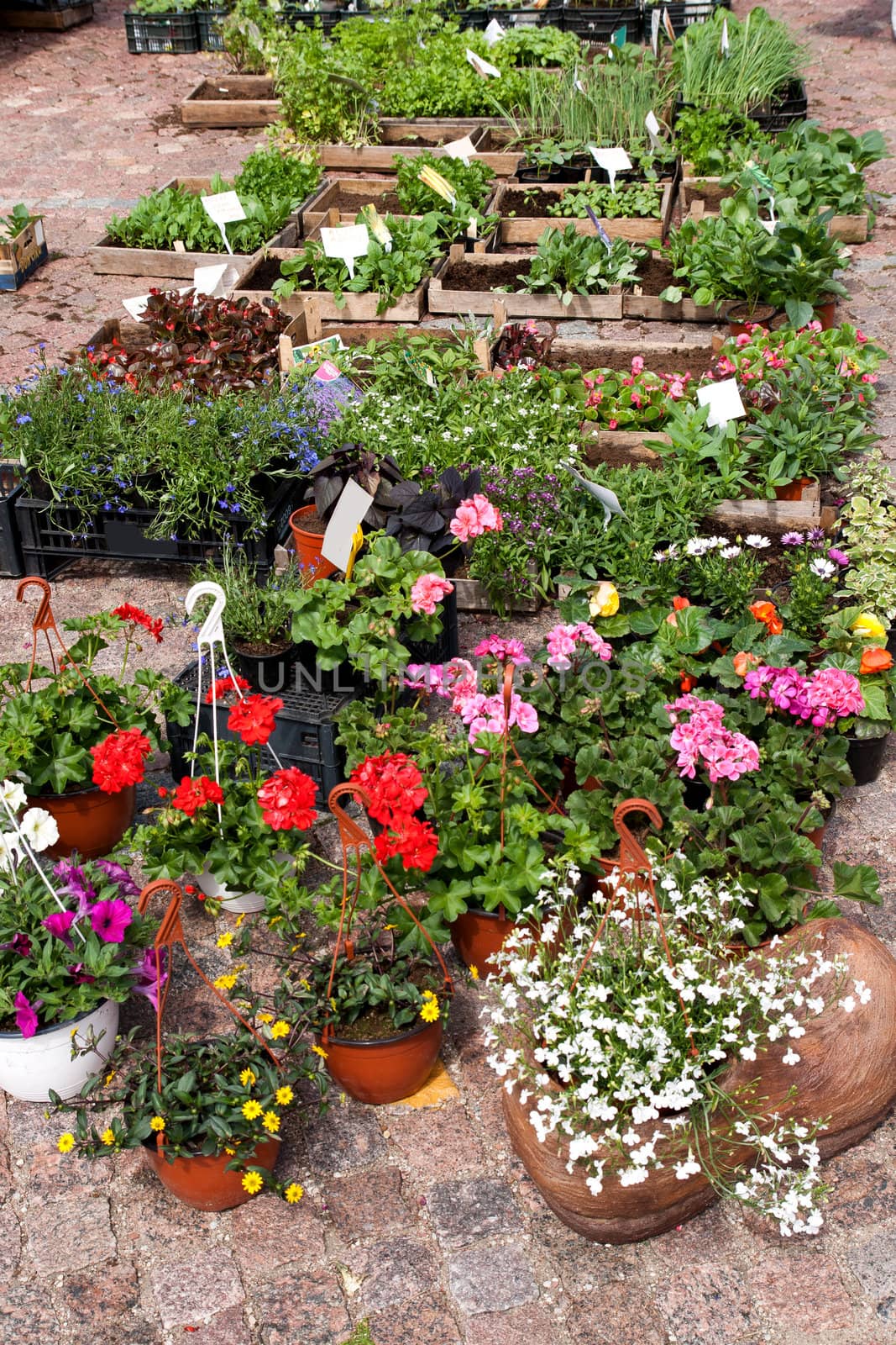 flower plants and flowerpots on the market