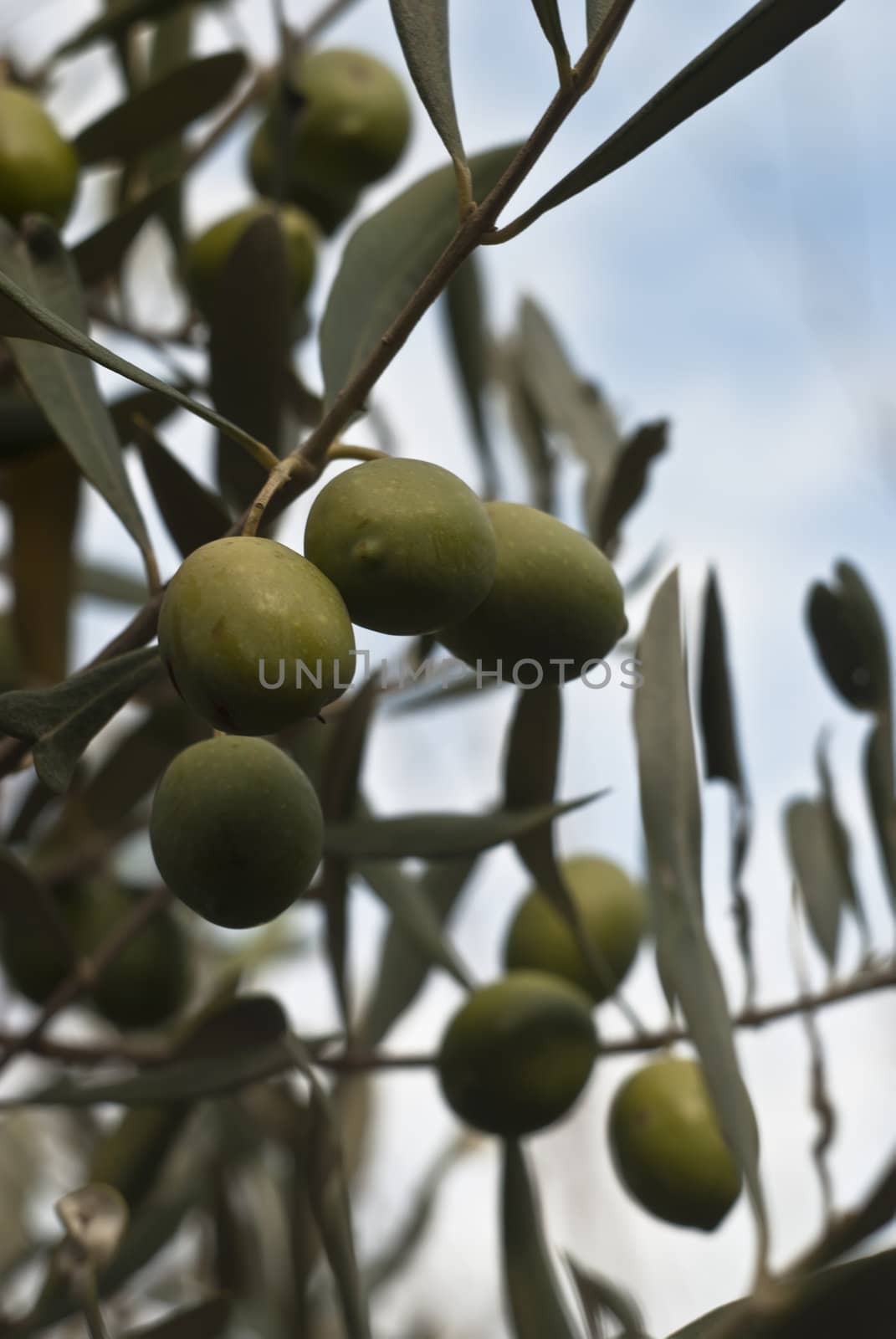 Sicilian green olives on the tree.