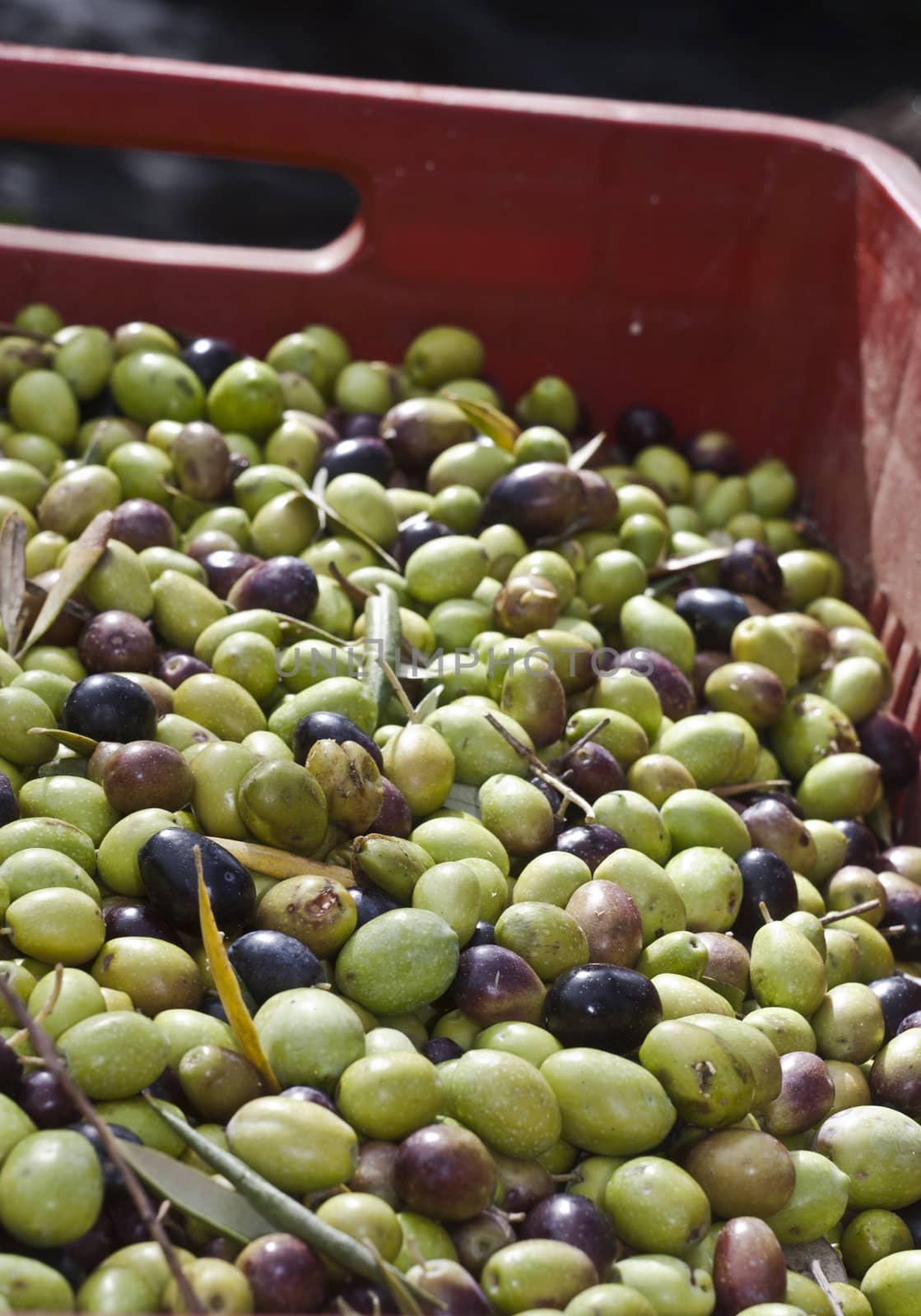 Olives in the box by gandolfocannatella