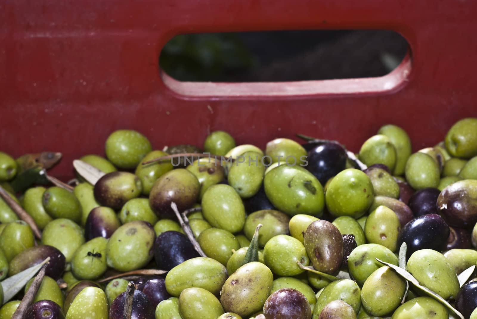 Detail of sicilian olives in the box.