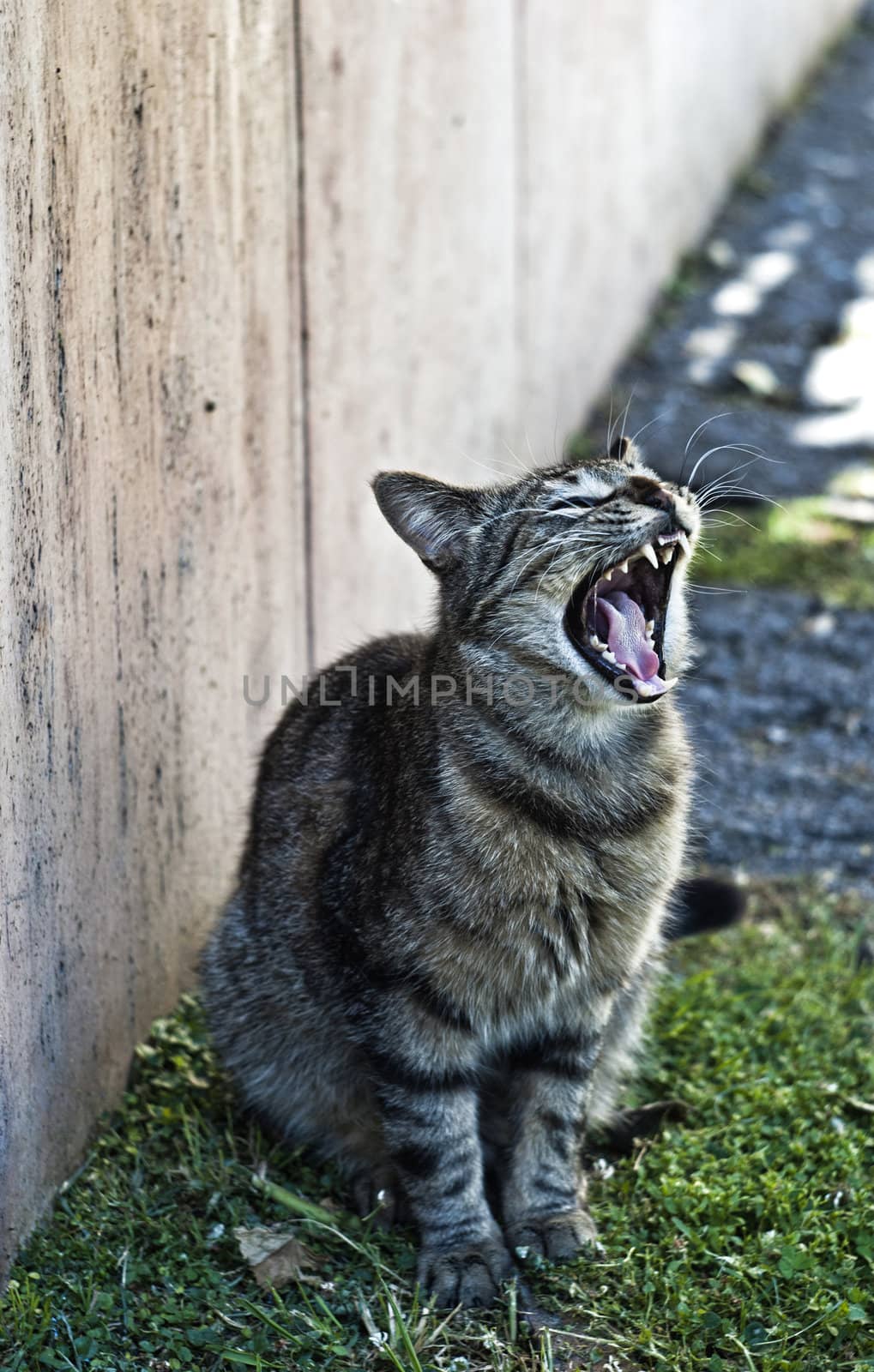 yawning cat