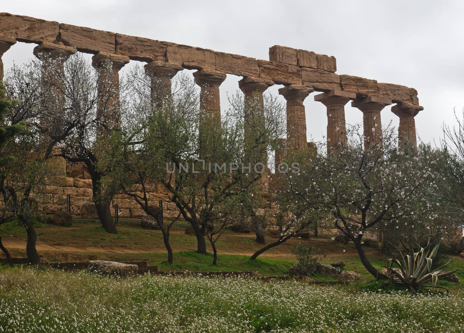 Greek temple of Agrigento with trees. Sicily- Italy