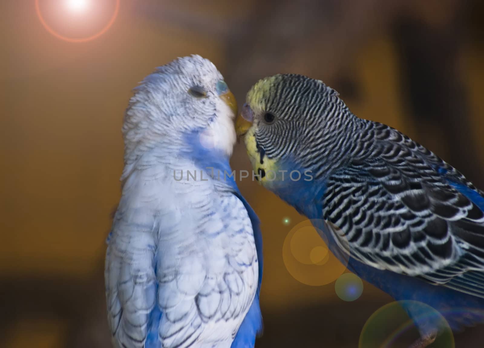Sweet kiss of parrots in love