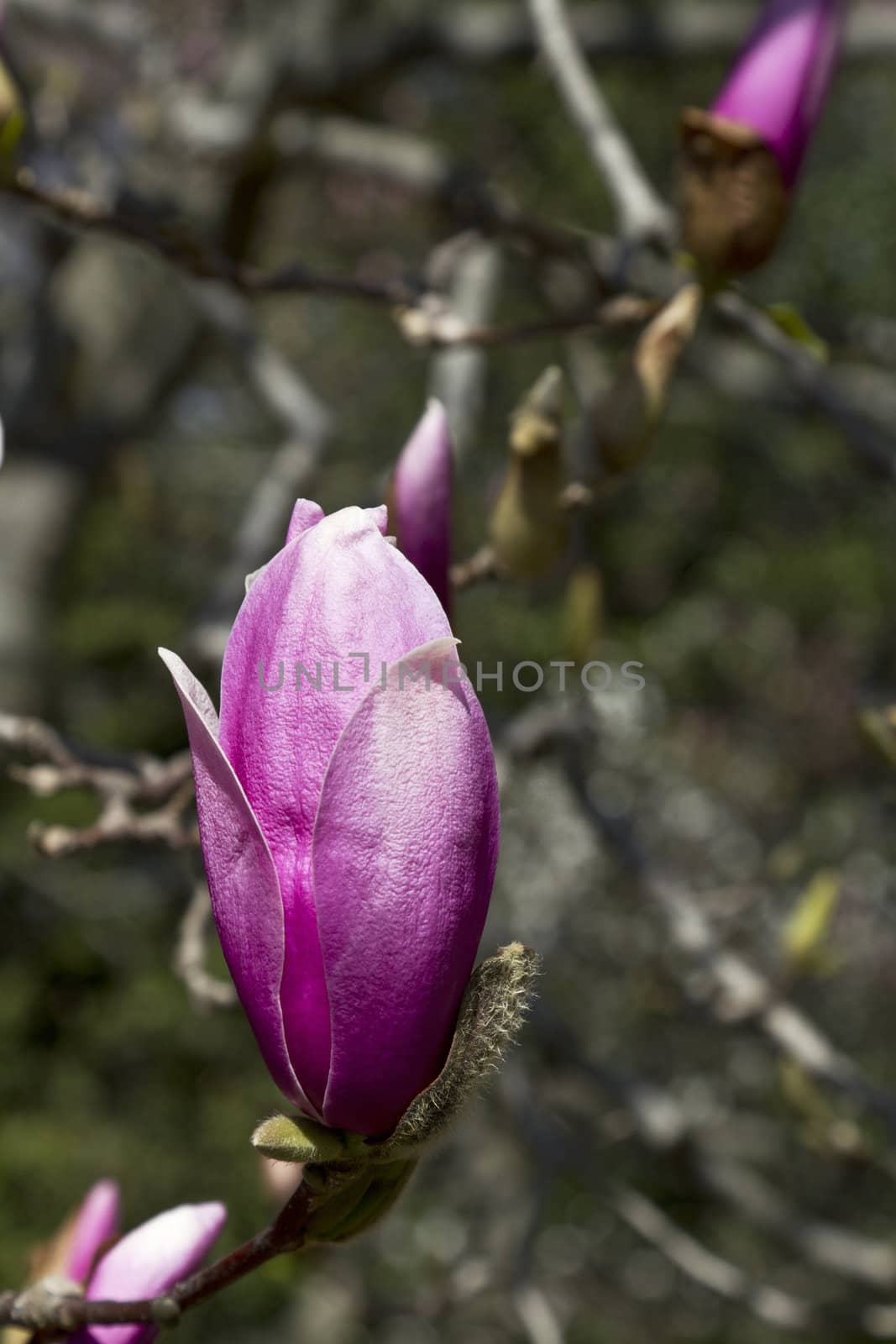 Magnolia bud in early spring, pink petals beginning to curl outward, a strong symbol of life and renwal.  Location is Washington, DC, National Arboretum; 