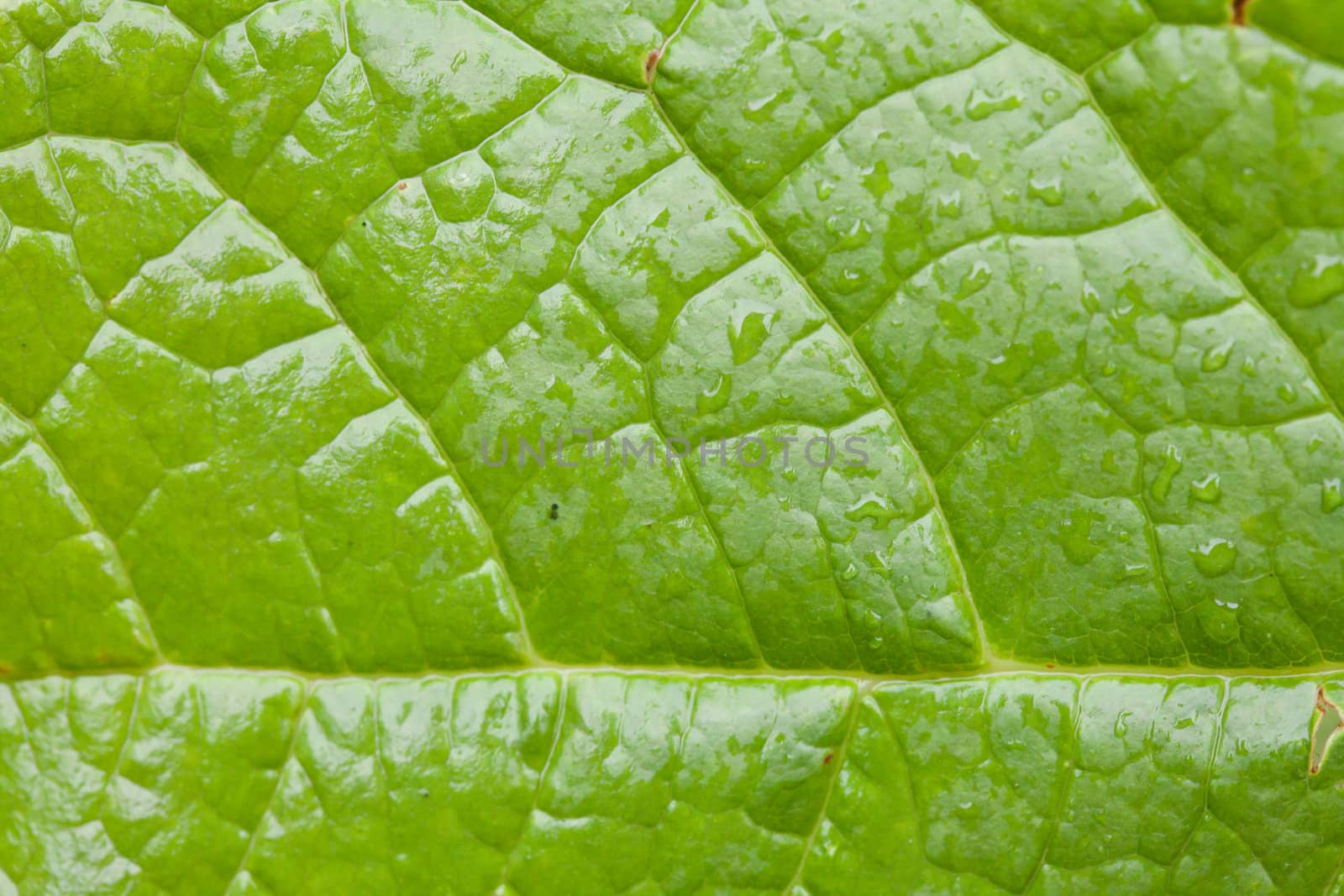 Texture of a living green leaf closeup