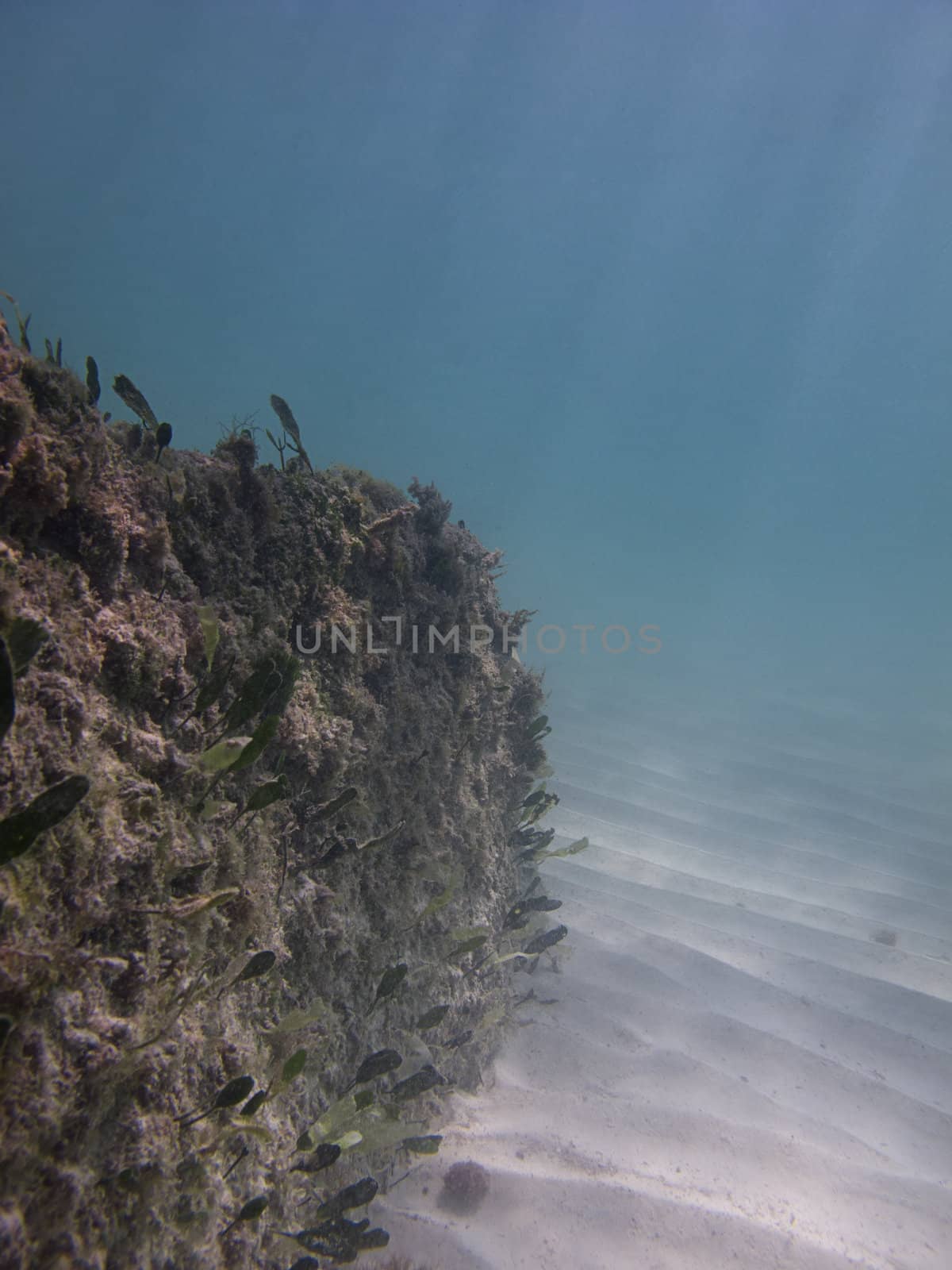 Rocky formation at the bottom of the sea