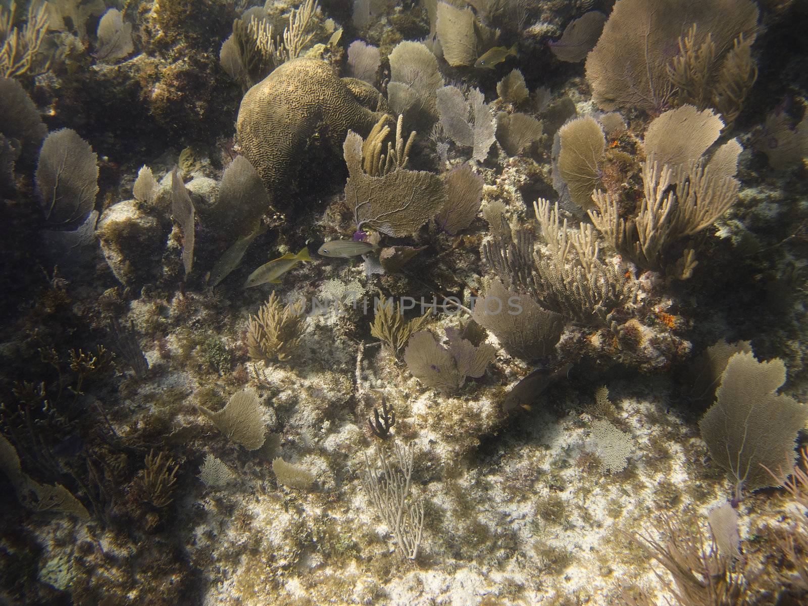 many different species of fish swimming in a a coral reef