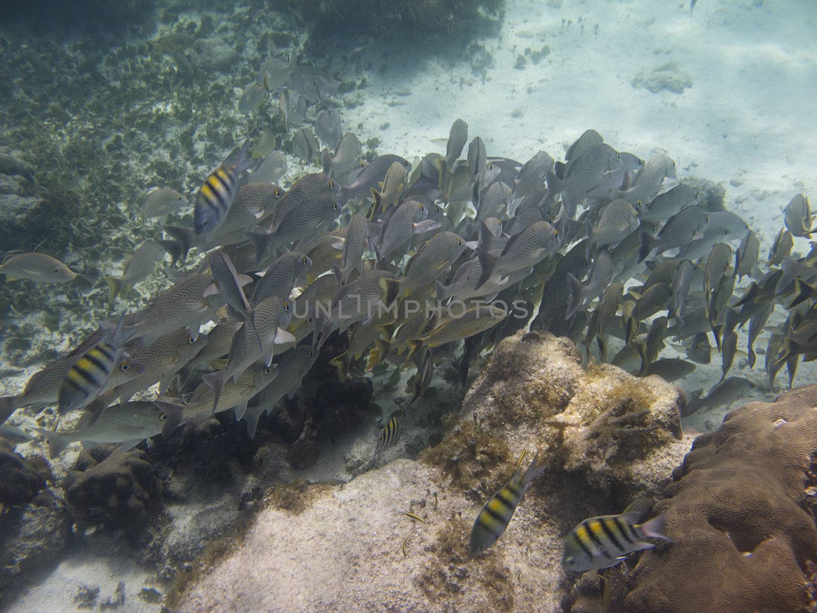 french grunt swimming around rocks