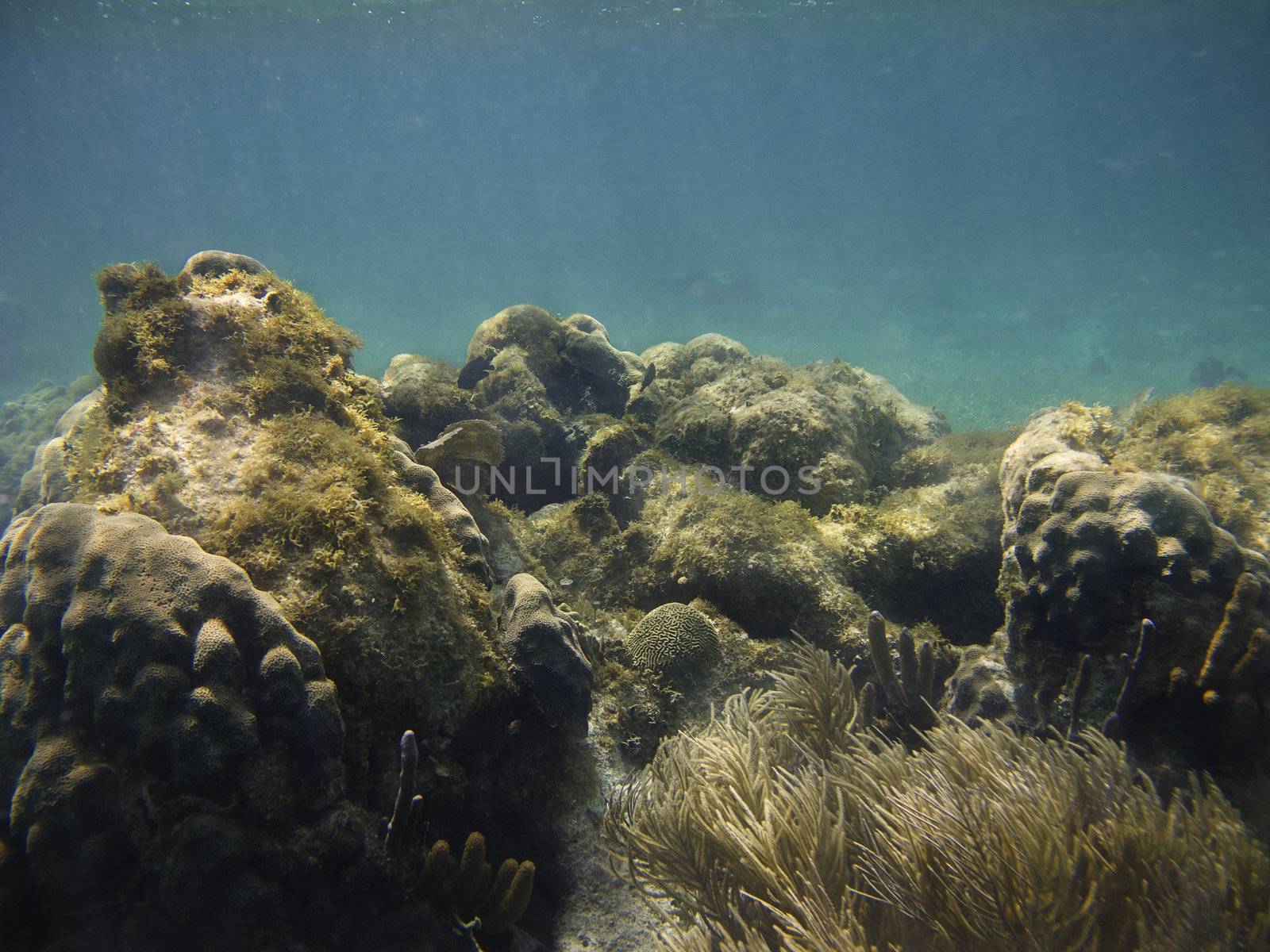 Coral reef home to a great biodiversity