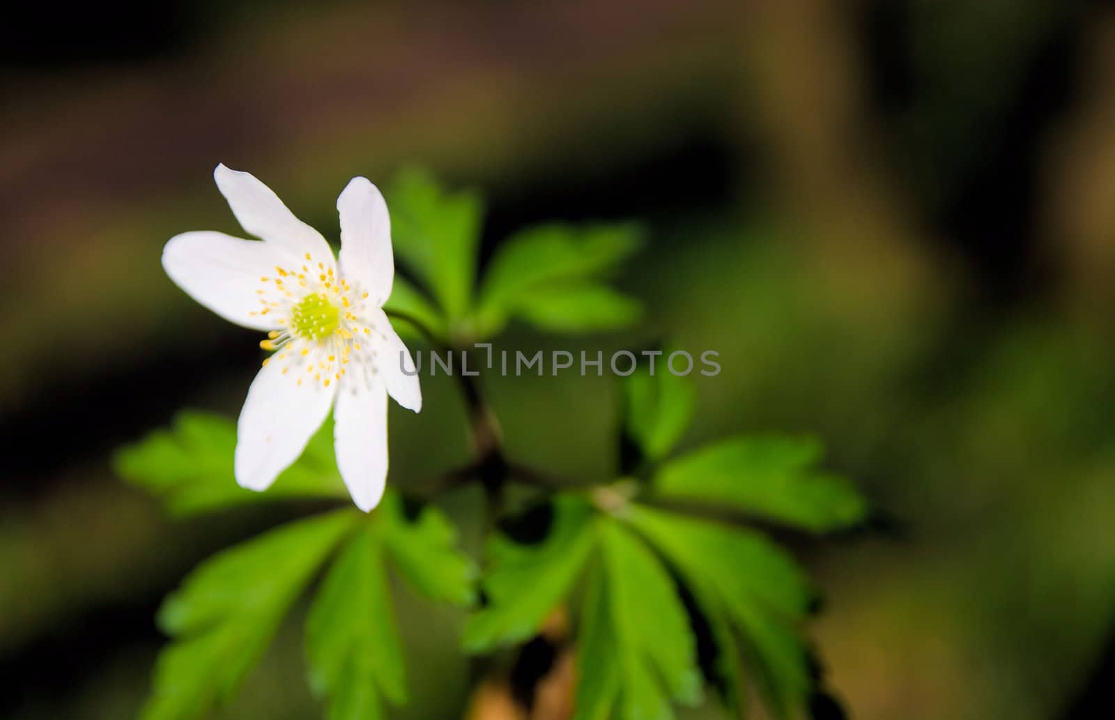 Woodland Anemone flower