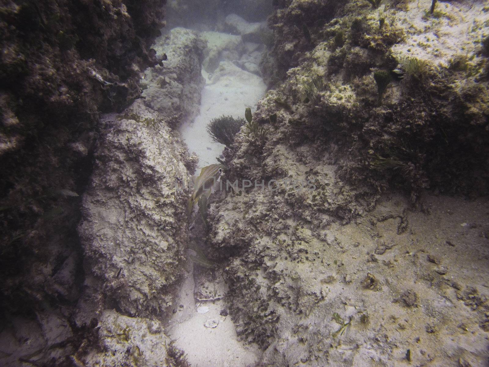juvenile french grunt hiding between the rocks