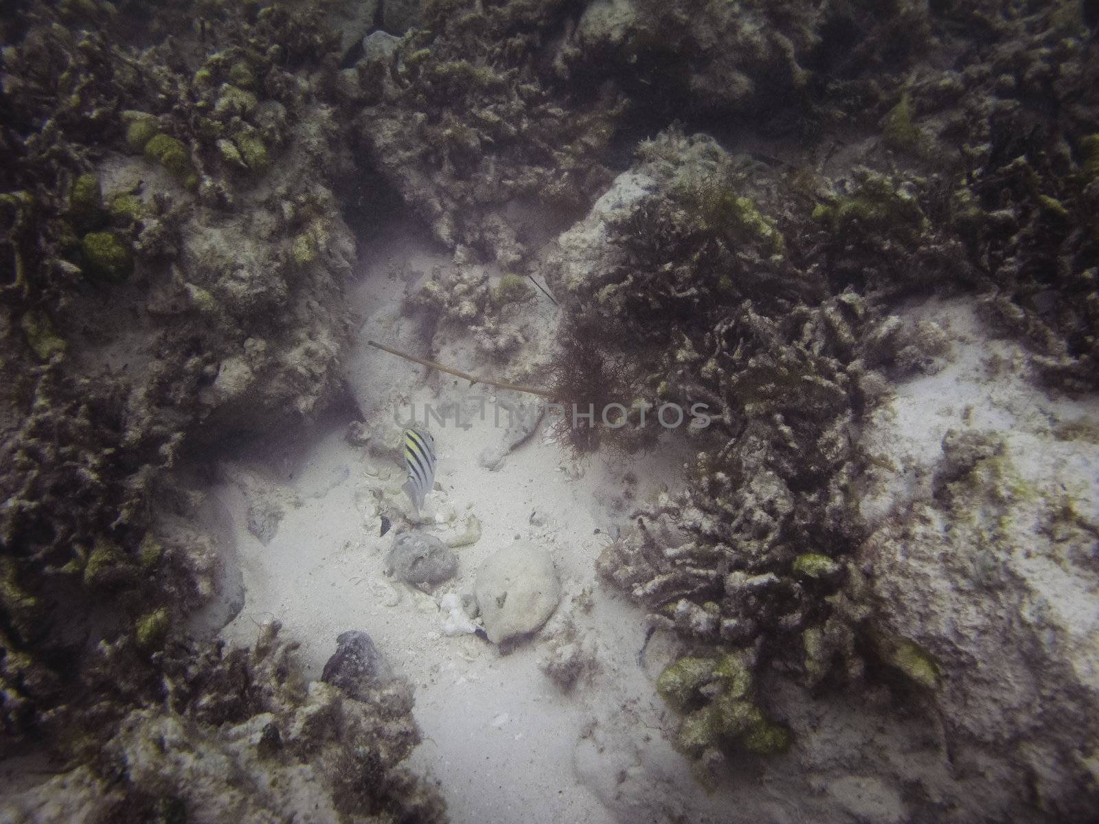 little fish diving down to hid itself
