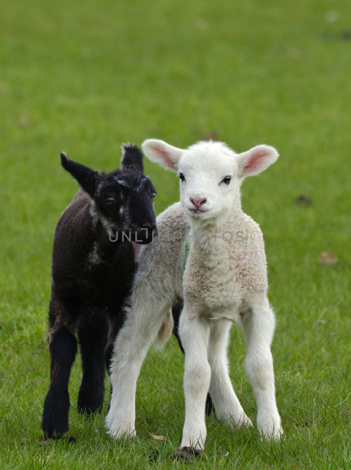 Two cute young spring lambs