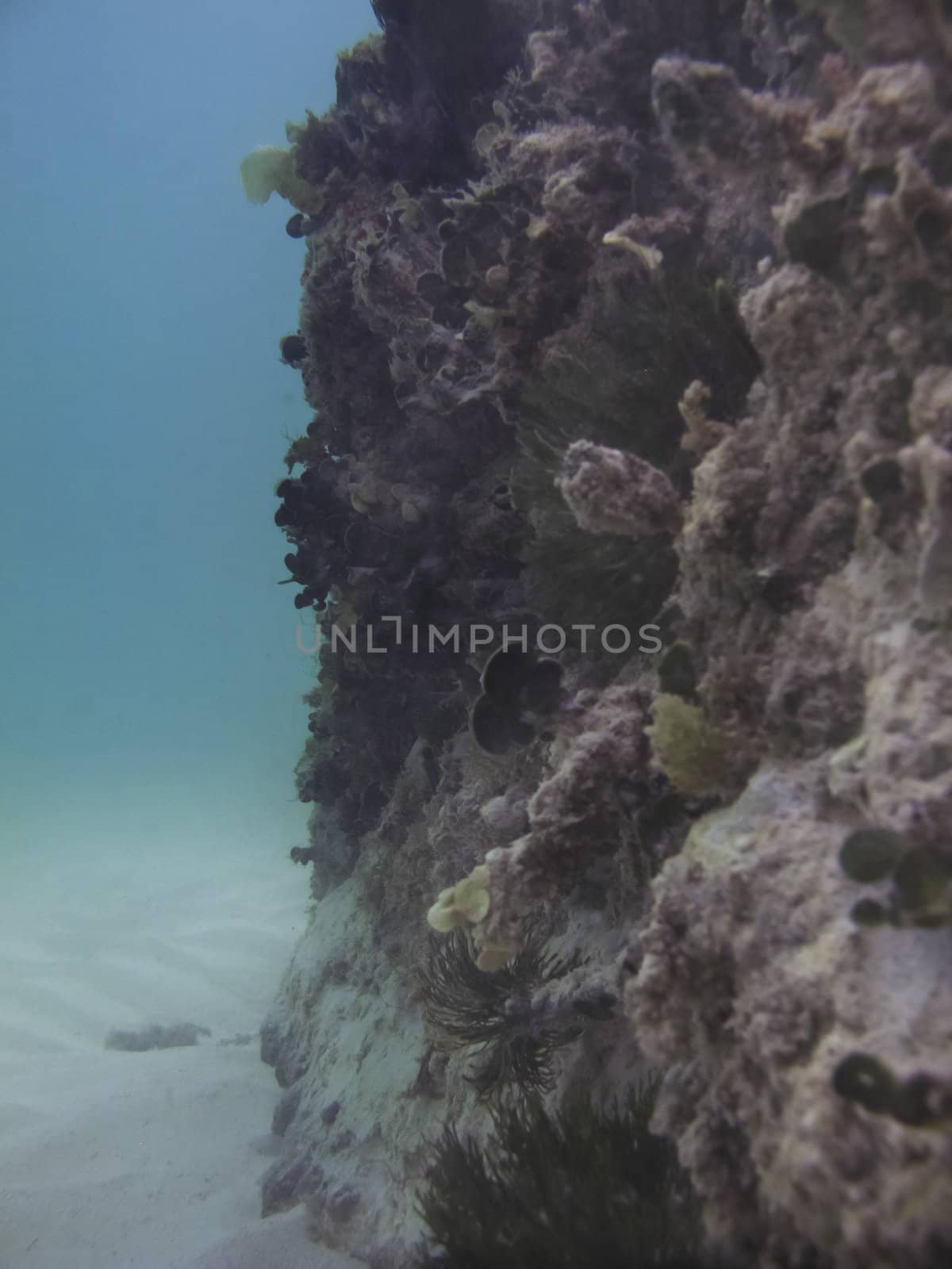 Close up view of a giant rock wall underwater