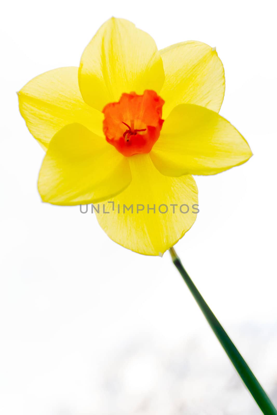 Bright yellow and orange high key daffodil flower