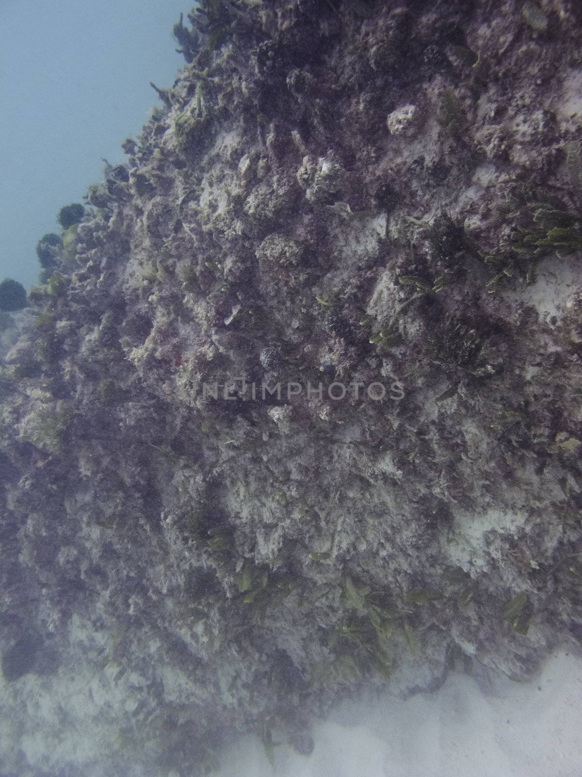 Coral wall creating a natural barrier