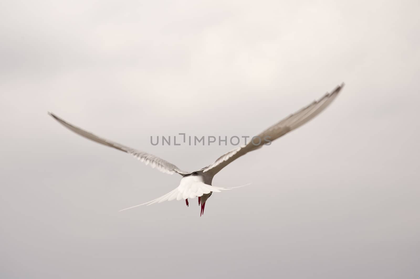 tern at the coast of st. peter-ording / germany