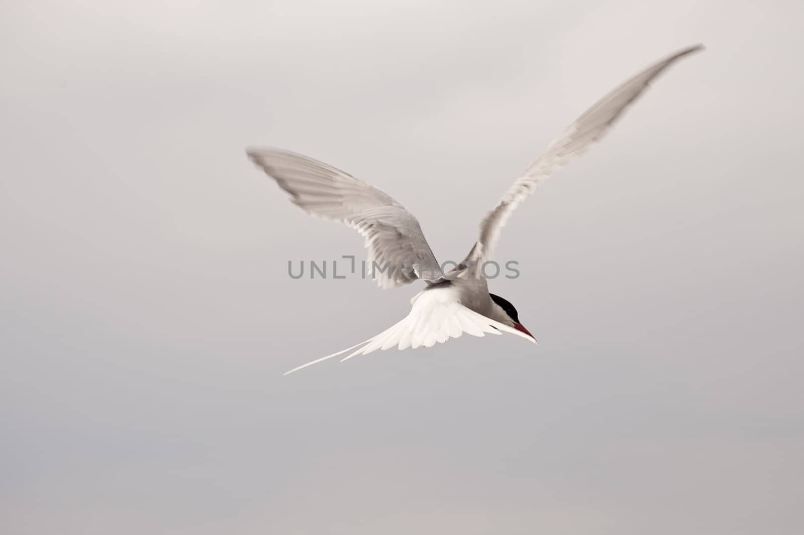 tern at the coast of st. peter-ording / germany