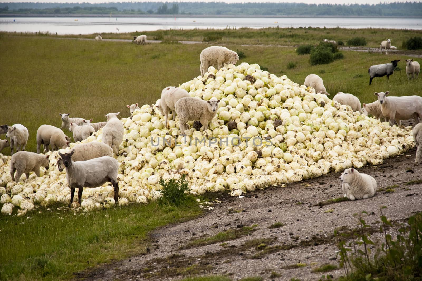 scene with sheep and cabbage