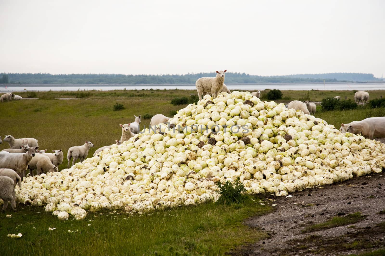 scene with sheep and cabbage