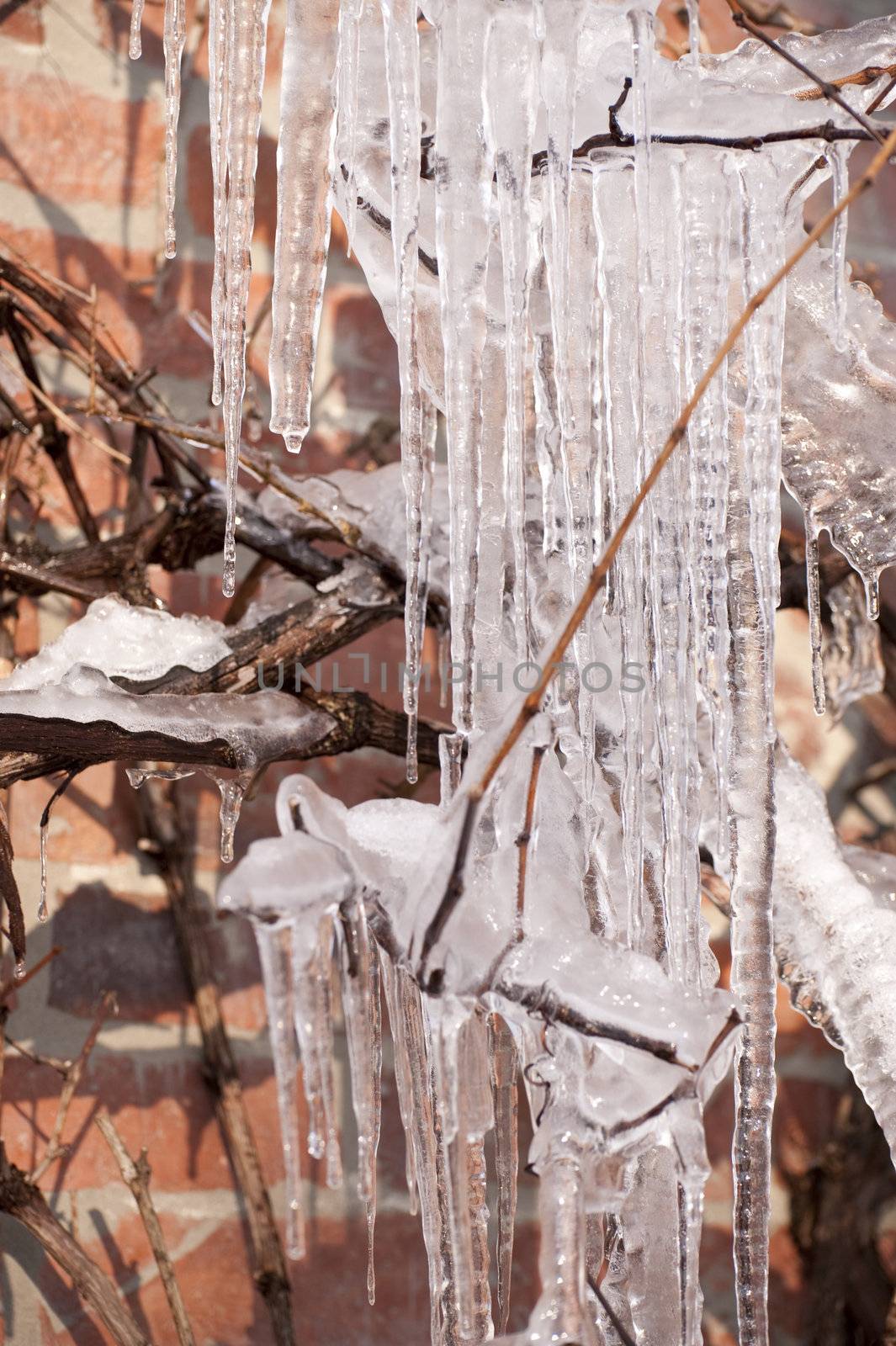 bizarre icicles in cold winter